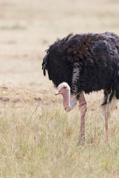 Ostrich standing in the grass
