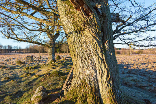 Bark of a tree in spring landscape