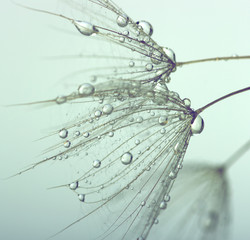 Obraz premium dandelion