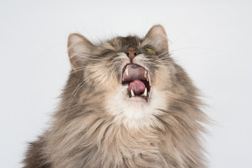Cat sneezes making funny expression. Sick cat needs treatment. Cat with white chin isolated on white background. 