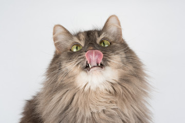 Cat with pink tongue waiting for treats isolated on white background. 