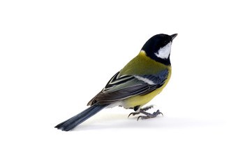 great tit