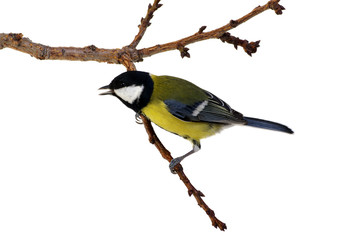 great tit