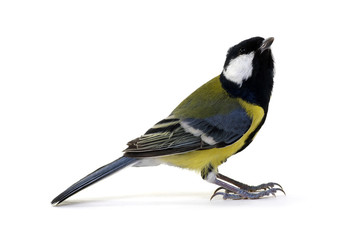 Obraz premium great tit