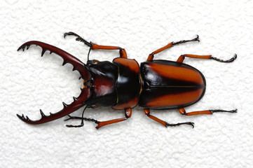 Stag beetle