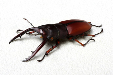 Stag beetle