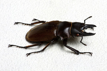 Stag beetle