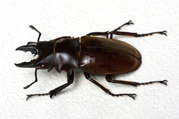 Stag beetle