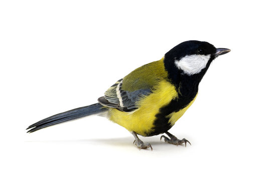 great tit