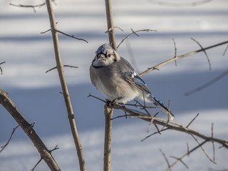 Blue Jay in winter snow