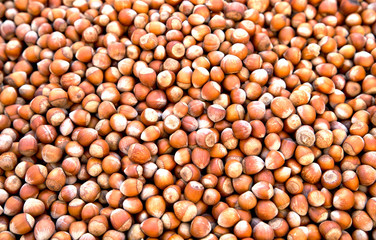 Nüsse, Haselnüsse  auf einem Tisch ausgebreitet