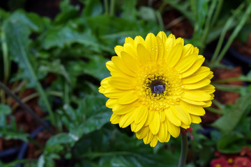yellow chrysanthemum