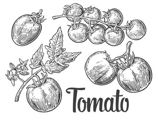 Set of hand drawn tomatoes isolated on white background. Tomato, half and slice isolated engraved illustration.
