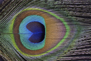 Obraz premium peacock feather closeup