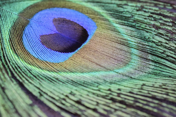 Obraz premium peacock feather closeup