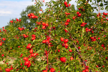Rosehip