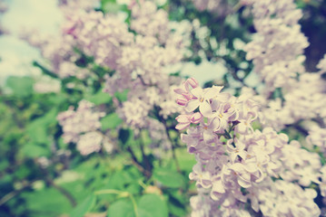 Purple lilac flowers on the tree, on a sunny spring day. Image filtered in faded, retro, Instagram style with soft focus; nostalgic, vintage spring concept.