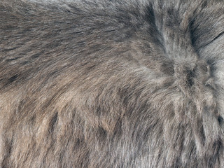 The texture of fur. The fur is beautiful, long hair. Shades of gray - dark and light. 