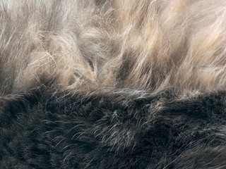 The texture of fur. The fur is beautiful, long hair. Shades of gray - dark and light. 