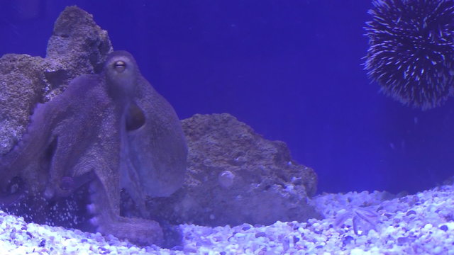 Octopus and sea urchin relaxing in an aquarium against blue background