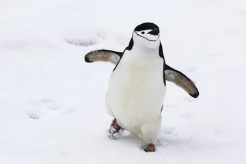 Fototapete Pinguin Zügelpinguin