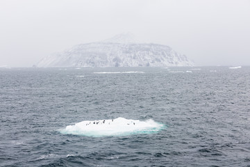 Adelie Penguins on ice shelve and island