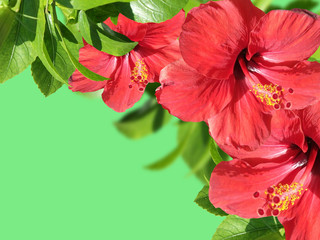 Fototapeta premium Hibiscus flower. Isolated 