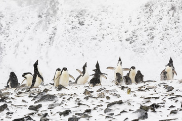 Adelie Penguin Colony