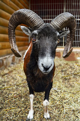 A European mouflon male in the cage