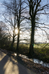 Naklejka premium Wald im Gegenlicht