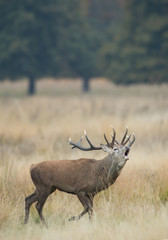 Naklejka na ściany i meble Red deer male rutting, in yellow grass, trees in the background, Richmond Park London, Europe