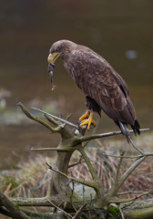White tailed eagle perched on stump, with frog in the beak, clean background, Czech Republic