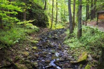 Obraz premium forest creek