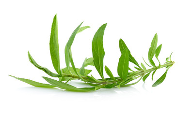 Tarragon herbs