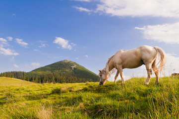 Obraz premium White horse grazing in the meadows of the Carpathians