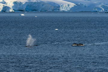 Obraz premium Humpback Whales