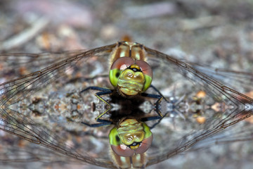 Dragonfly
