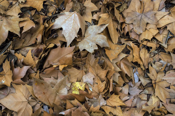 Acumulación de hojas secas