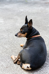 Miniature Pinscher