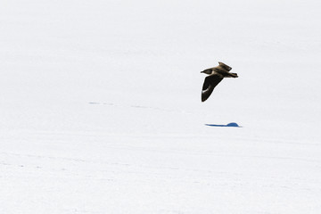 Brown Skuar