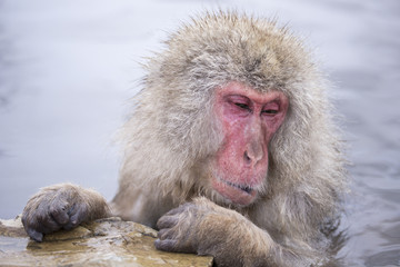 Jigokudani snow monkey bathing onsen hotspring famous sightseein