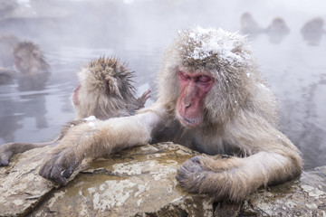 Jigokudani snow monkey bathing onsen hotspring famous sightseein