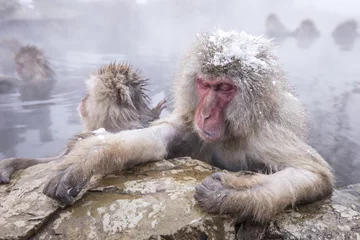 Papier Peint photo Singe Jigokudani snow monkey bathing onsen hotspring famous sightseein