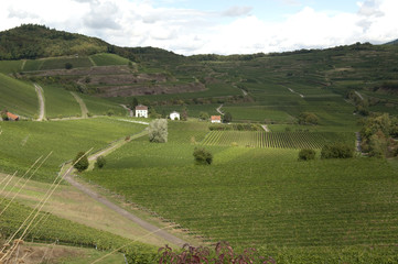 Weinterrassen Blankenhornsberg, kaiserstuhl