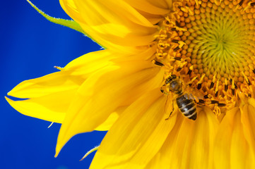 Yellow sunflower with bee