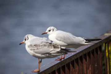 Seagull red leg stand on fence