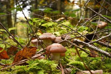 mushrooms hidden between leafs and wooden sticks