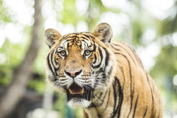 Close up Tiger in jungle the danger animal.