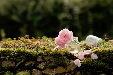 Two pink flowers on the stone wall