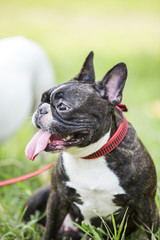 Fototapeta premium Puppy french bulldog on green field backyard.